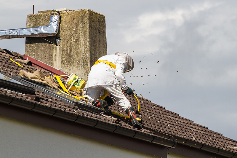 Bee Pest Control in Cheltenham Gloucestershire