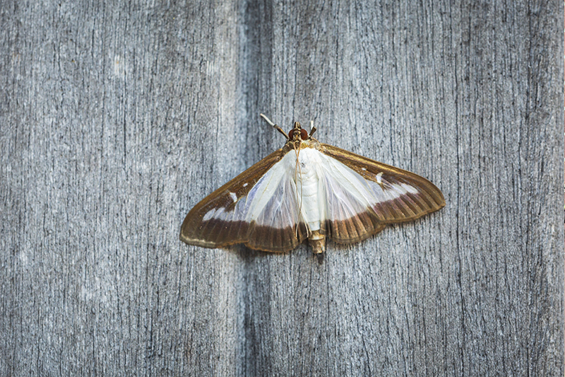 Moth Pest Control in Cheltenham Gloucestershire