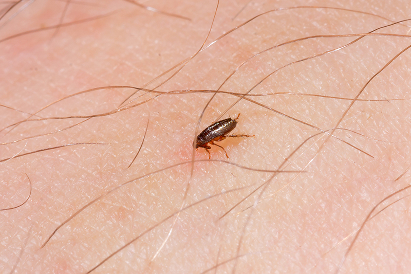 Flea Pest Control in Cheltenham Gloucestershire